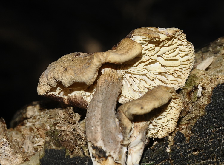 Neolentinus adhaerens (Alb. & Schwein.) Redhead & Ginns,